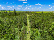 WWF x Bangalow Koalas - Tatham Road Plantings 3 Years On