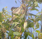 WWF x Bangalow Koalas – 500,000th tree