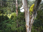 Greater glider next box project