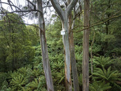 Greater glider next box project