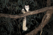Greater glider nest box project