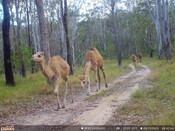 Camels that escaped from a nearby property were photographed by a trail camera on the Minyumai IPA 