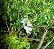 A drone shot of a koala on the Minyumai IPA taken during a survey in 2025. 