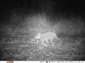 A Boorubee (koala) photographed by a trail camera set up by the Minyumai Rangers.