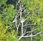 A drone shot of a koala on the Minyumai IPA taken during a survey in 2025. 