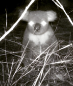 The Boorubee (koala) dubbed Rubee by the Minyumai Rangers, photographed by a trail camera on Minyumai IPA.