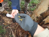 Rangers collect koala scat on the Minyumai IPA