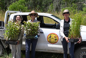 Senior Minyumai Ranger Maitland Wilson (left) and WWF staffers Maria Borges (middle) and Tanya Pritchard (right) with seedlings to be planted to support Boorubee (koalas) and other wildlife.