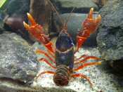 Spiny Crayfish