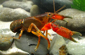 Spiny Crayfish