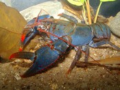 Spiny Crayfish