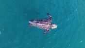 Media Broll: Oceans package