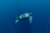 Leatherback turtle (Dermochelys coriacea) underwater.