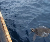 Oceans campaign