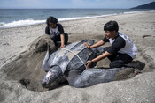 Oceans campaign