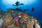 Oceans campaign