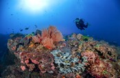 Oceans campaign