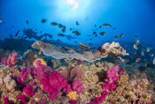 Oceans campaign