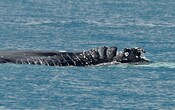 Injured whales 
