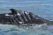 Injured whales 