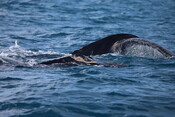 Injured whales 