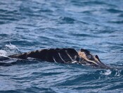 Injured whales 
