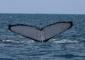 Injured whales 