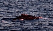 Injured whales 