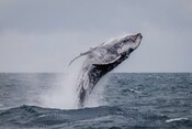 Whale breaching 