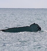 Injured whales