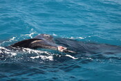 Injured whales