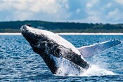 Humpback Whale breaching in the sheltered safety of Hervey Bay