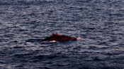 Injured whales