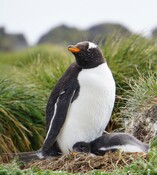 Living Planet Report 2026