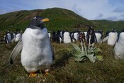 Living Planet Report 2026