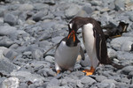 Macquarie Island - Alexander Watson