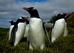 Gentoo penguins, Macquarie Island, November 2010