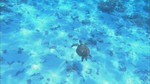 Broll: Great Barrier Reef underwater stock footage