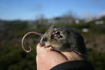 Mountain pygmy possum (Burramys parvus) on a hand