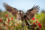 Carnaby's black cockatoo (Calyptorhynchus latirostris). Western Australia.