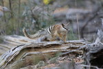 Numbat, Dryandra Woodland, Western Australia