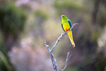 Orange-bellied parrot, Melaleuca, Tasmania.