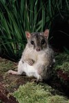 Northern quoll (Dasyurus hallucatus)