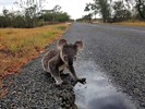 Koala drinking water off the road near Mackay, Queensland
