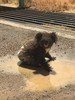 Koala in puddle, Gunnedah, New South Wales