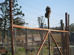Koala clinging to a barbed-wire fence, southeast Queensland